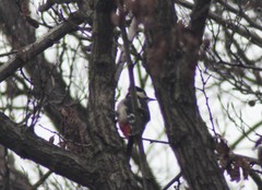 Dendrocopos major