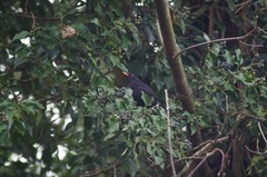 Turdus merula
