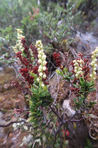 Tetracarpaea tasmannica (Tetracarpaea tasmannica)