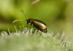 Longitarsus dorsalis