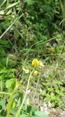 Crotalaria incana