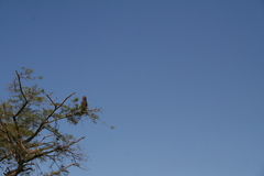 Circaetus cinereus image