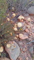Heterolepis peduncularis