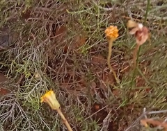 Heterolepis peduncularis