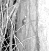 Glaucomys oregonensis