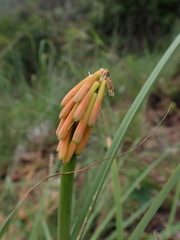 Kniphofia galpinii