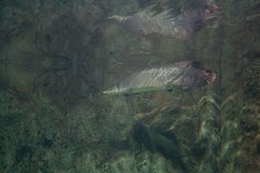 Arapaima gigas