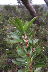 Cenarrhenes nitida