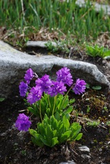 Primula glutinosa