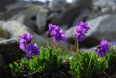 Primula glutinosa