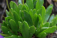 Primula glutinosa