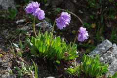 Primula glutinosa