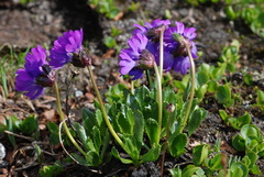 Primula glutinosa