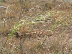 Stipa capillata