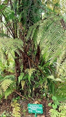 Amauropelta rudis