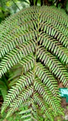 Amauropelta rudis