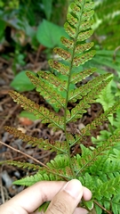 Amauropelta rudis