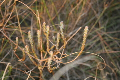 Struthiola argentea