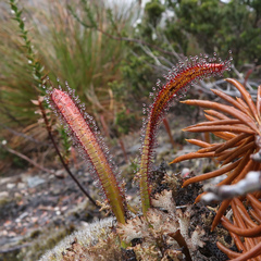 Drosera murfetii