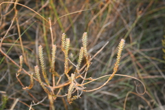Struthiola argentea