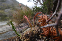 Drosera murfetii