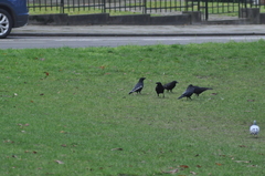Corvus corone