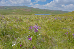 Senecio macrocephalus