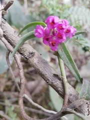 Epidendrum gastropodium
