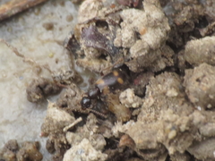 Hirticomus quadriguttatus