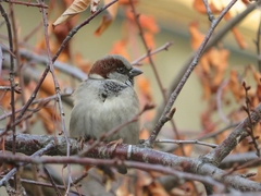 Passer domesticus