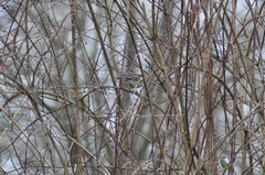 Parus major