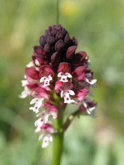 Neotinea ustulata ustulata