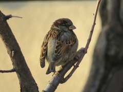 Passer domesticus