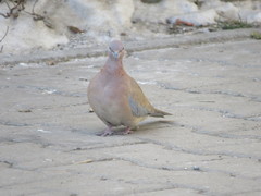 Streptopelia senegalensis