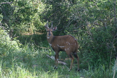 Tragelaphus scriptus bor