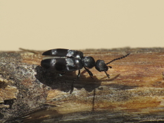 Microhoria