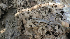 Emoia atrocostata