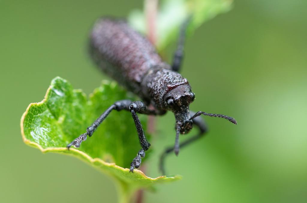 Aegorhinus vitulus