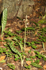 Oeceoclades maculata image