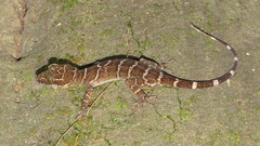 Cyrtodactylus consobrinus