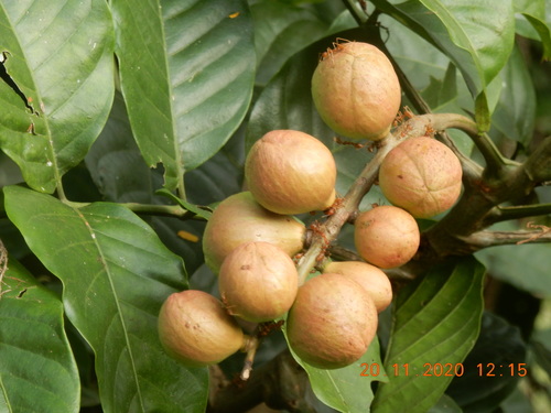 Aphanamixis