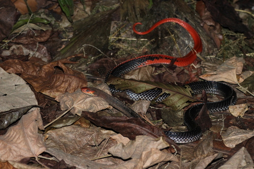 Photo of a Red-headed Krait (Bungarus flaviceps)