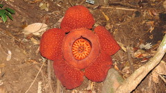Rafflesia tuan-mudae