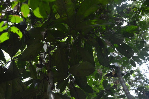 Croton aubrevillei