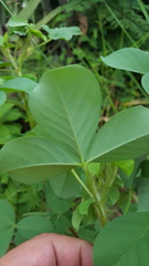 Crotalaria incana