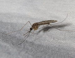 Anopheles franciscanus
