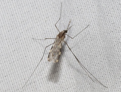 Anopheles franciscanus