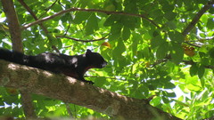 Callosciurus prevostii pluto