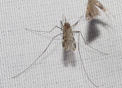 Anopheles franciscanus