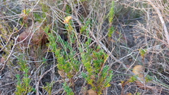 Notobubon collinum